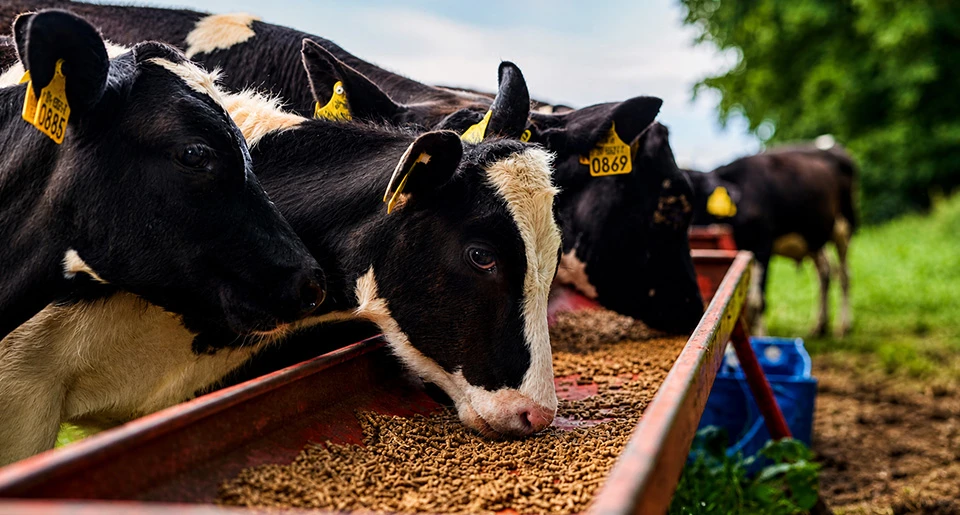 animal feed pellet