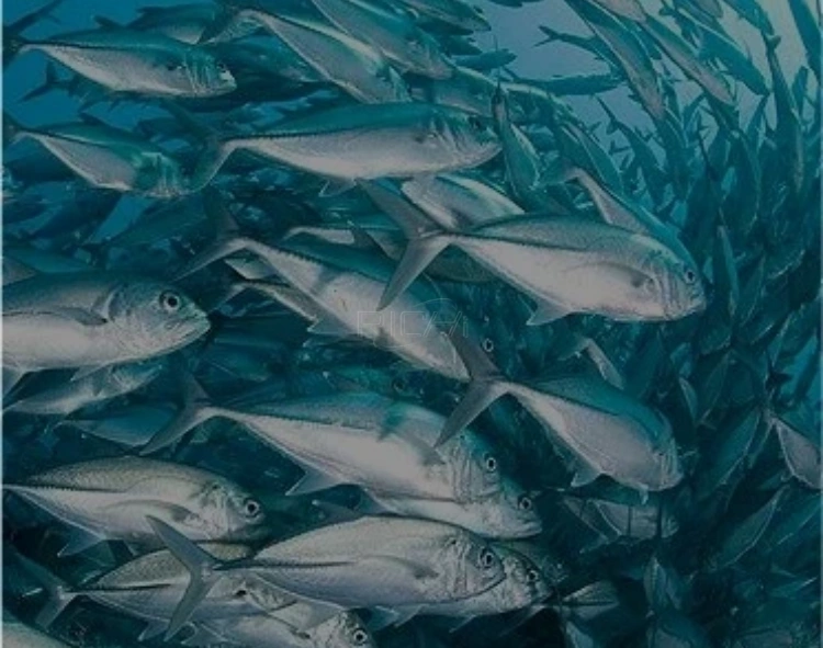 aquatic feed pellet production