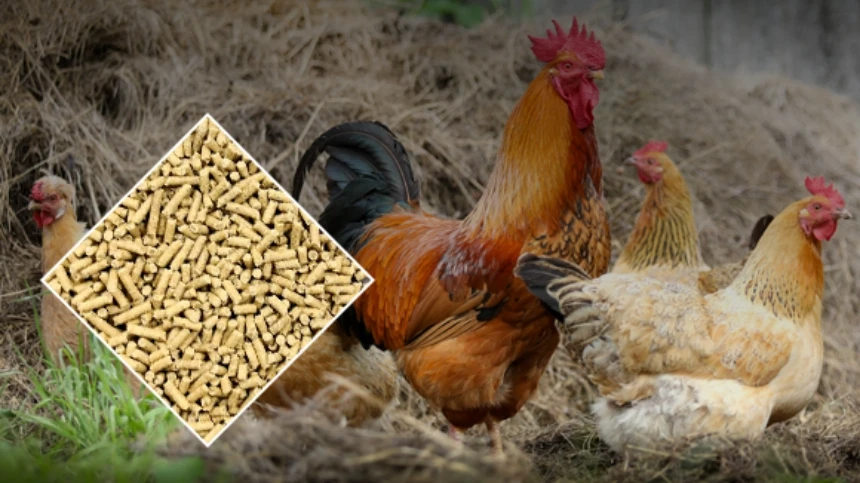 chicken feed production