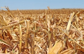 corn straw pellet machine