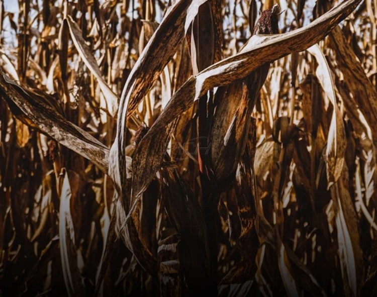 crop straw organic fertilizer production