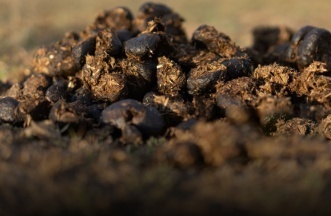 horse manure pellet machine
