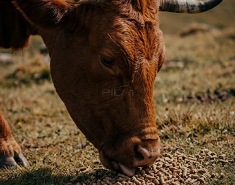 livestock feed pellet production