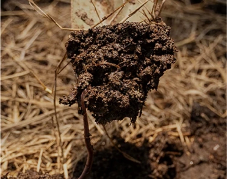 livestock manure organic fertilizer production