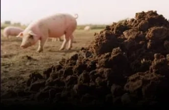 pig manure pellet machine
