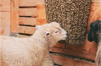 sheep feed pellet machine