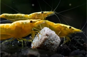 shrimp feed pellet machine