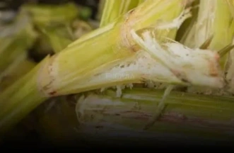 sugarcane waste pellet machine