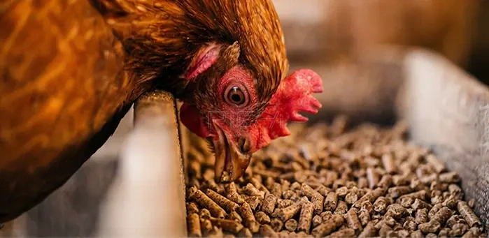 poultry feed ring die pellet machine