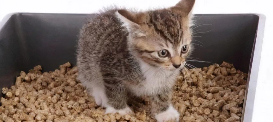 richi cat litter pellet