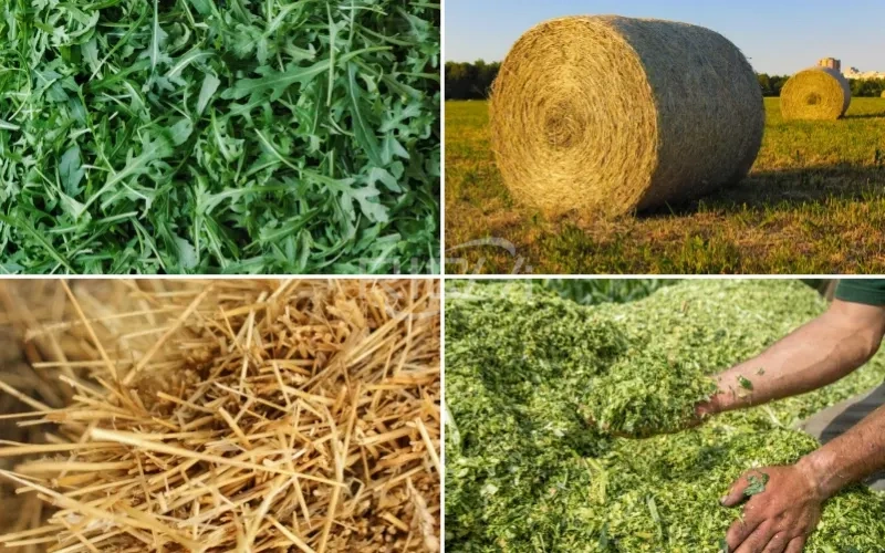 alfalfa hay forage straw