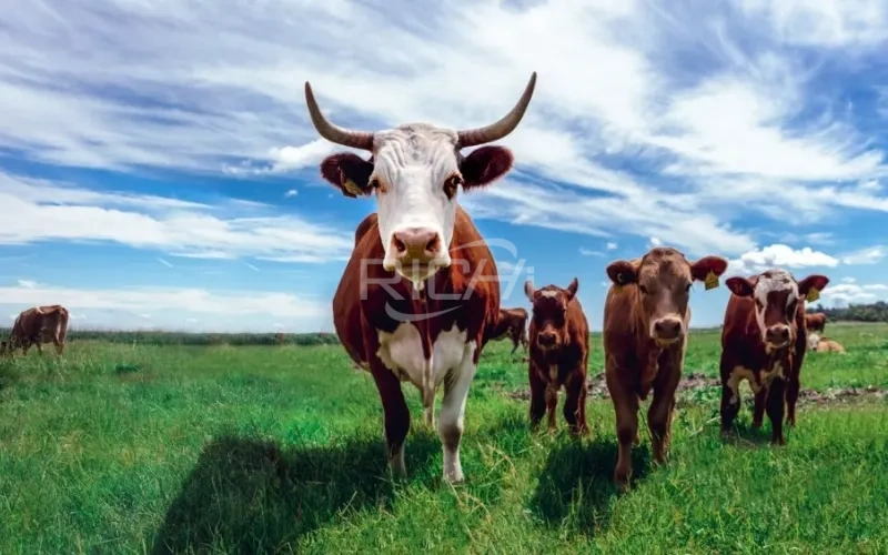 beef cattle feed pellets