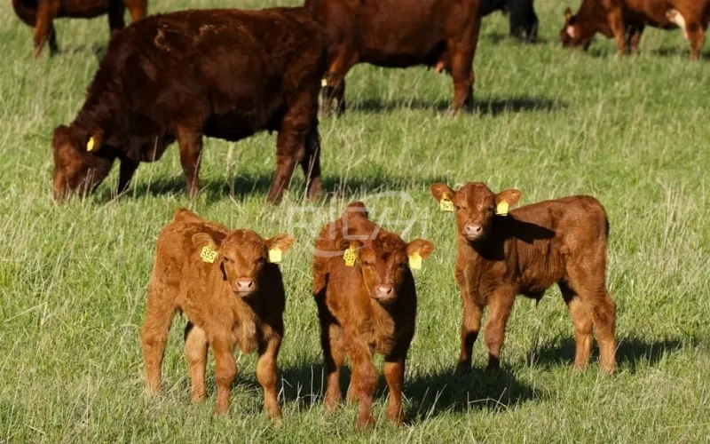 calf and growing cattle feed pellets