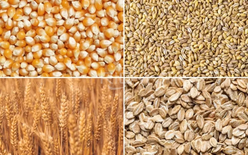 corn wheat barley oats