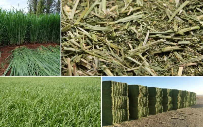 forage raw materials