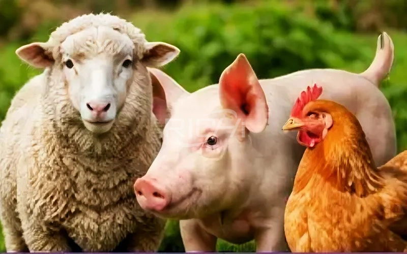 other animal feed